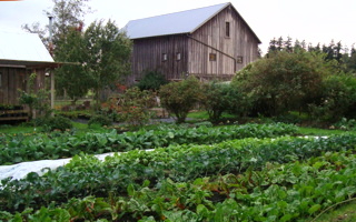 Barn and greens