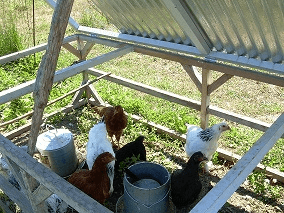 Chickens