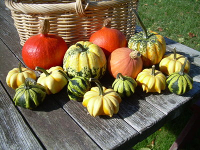 Gourds
