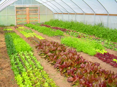 greenhouse