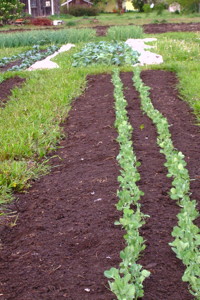 Sprouts
